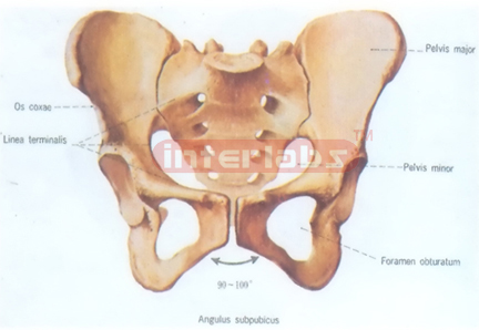 HUMAN FEMALE HEALTH PELVIS MODEL